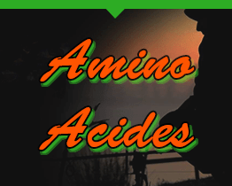 Amino Acides